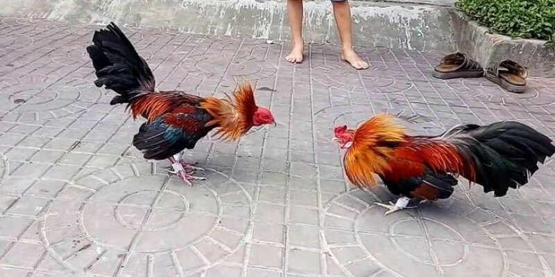 Các kiểu đá gà thịnh hành và nổi bật tại AU88