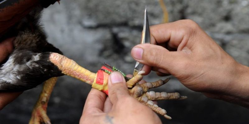 Đá Gà Cựa Dao AU88 – Trải Nghiệm Đỉnh Cao Cá Cược Chất