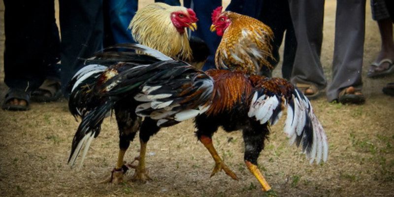 Đá Gà Cựa Sắt AU88 Kịch Tính, Hấp Dẫn Cho Người Chơi