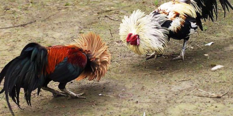 Đá Gà Tre AU88 – Giải Trí Đỉnh Cao Cho Mỗi Người Chơi
