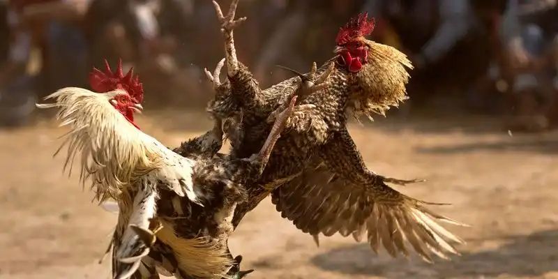 Giới thiệu về đá gà cựa sắt AU88
