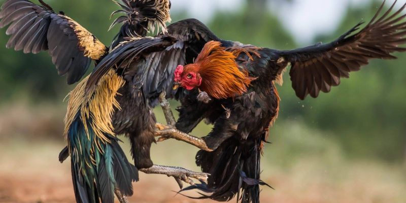 Giới thiệu về đá gà Mỹ AU88