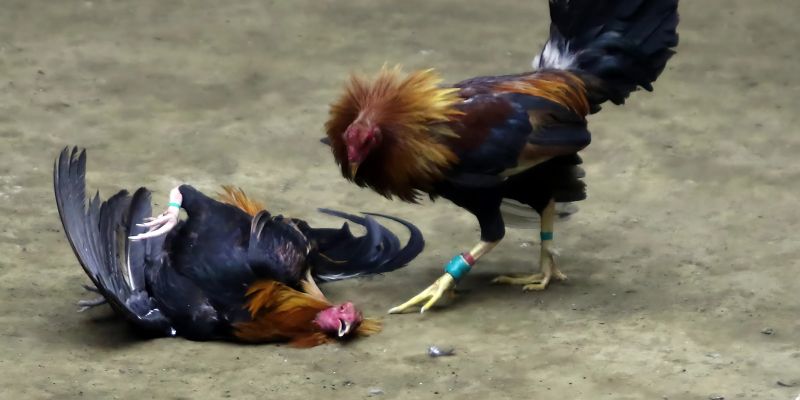 Giới thiệu về đá gà tre AU88