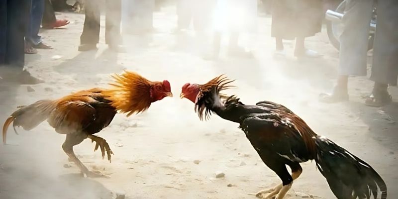 Kinh nghiệm chơi đá gà cựa dao AU88 hiệu quả