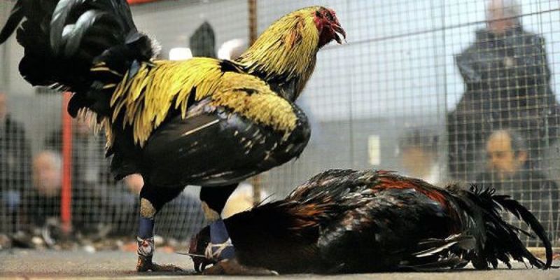 Kinh nghiệm chơi đá gà Mỹ AU88 thắng lớn