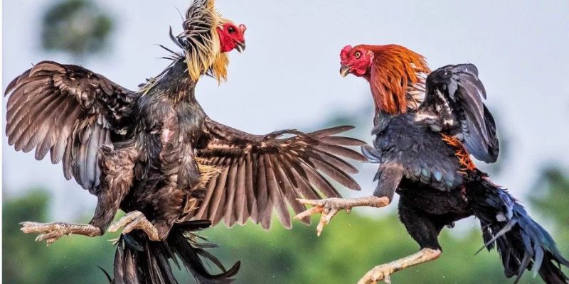 Kinh nghiệm chơi đá gà tre cực hiệu quả