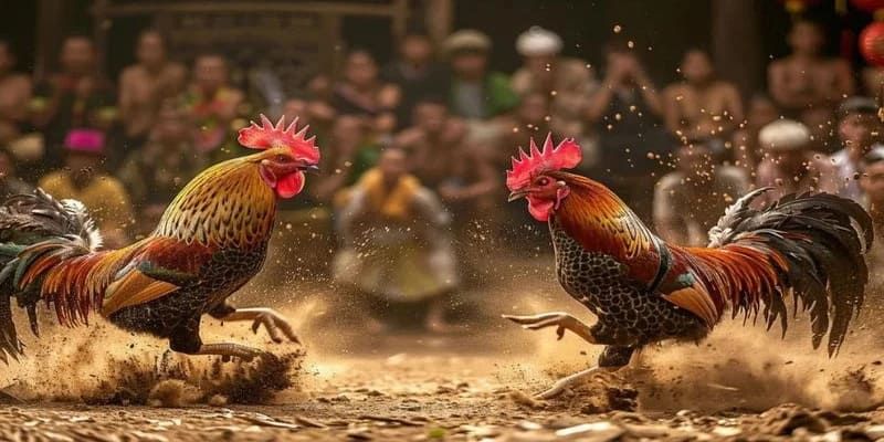 Kinh nghiệm khi tham gia đá gà cựa sắt AU88